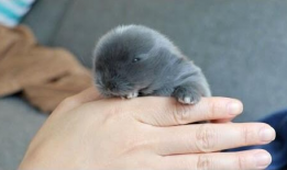 可爱小猫视频,跟随可爱小猫的欢快舞步